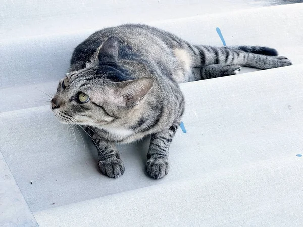 ใกล ยงก บแมวบนถนน — ภาพถ่ายสต็อก
