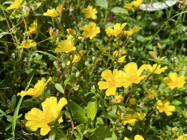 Portulaca Amarilla Oleracea Flores Jardín —  Fotos de Stock