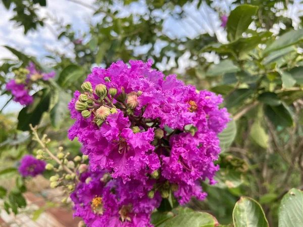 Μοβ Lagerstroemia Speciosa Λουλούδι Στον Κήπο — Φωτογραφία Αρχείου