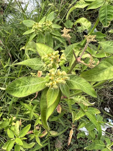 Цветок Euphorbia Heterophysis Саду Природы — стоковое фото