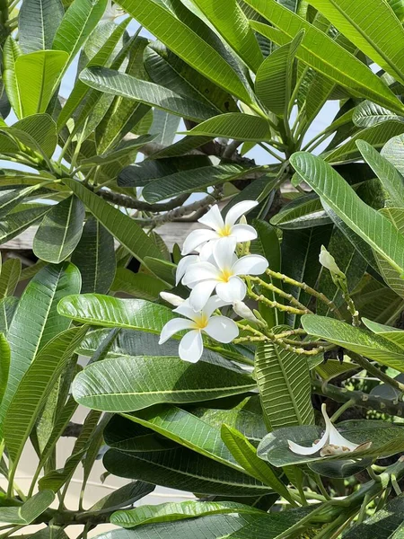 Plumeria Kwiat Ogrodzie Przyrody — Zdjęcie stockowe