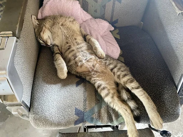 Evde Uyuyan Şirin Kedi — Stok fotoğraf