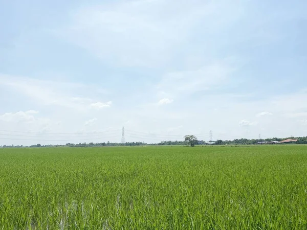 Зеленое Рисовое Поле Закате Облачный День — стоковое фото