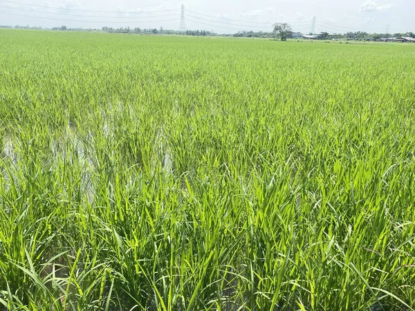 Зеленое Пшеничное Поле Небо Облачным Голубым Небом — стоковое фото