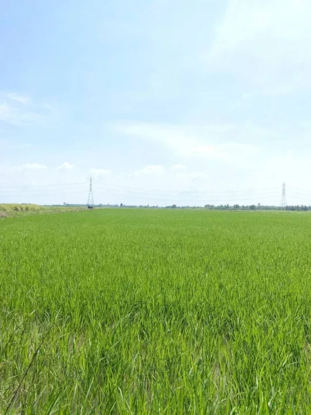 Zielone Pole Pszenicy Błękitne Niebo Chachoengsao Tajlandii — Zdjęcie stockowe