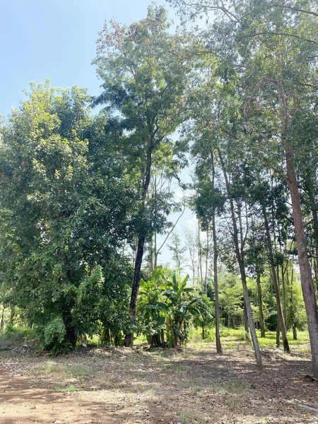 Groene Bomen Het Bos Bij Chachoengsao Thailand — Stockfoto