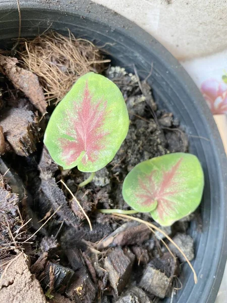 Groene Caladium Colocasia Esculenta Plant Tuin — Stockfoto