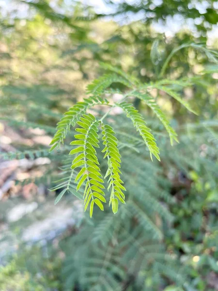 Πράσινα Φύλλα Γλαύκας Λευκάαινας Ενός Δέντρου Στο Δάσος — Φωτογραφία Αρχείου