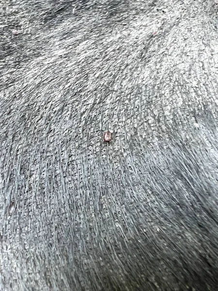 Close Tick Dog Skin — Stock Photo, Image