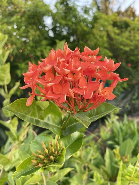 Красива Червона Квітка Ікори Саду — стокове фото