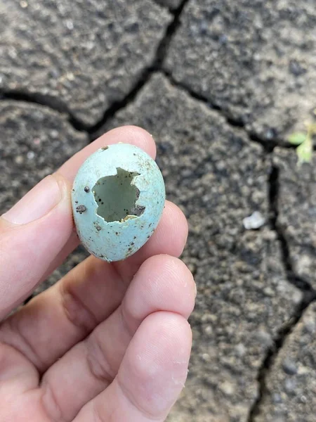 Κλείσιμο Ενός Χεριού Κρατώντας Ένα Μικρό Ραγισμένο Αυγό — Φωτογραφία Αρχείου