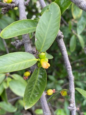 Doğanın bahçesinde tomurcuk tomurcuğu