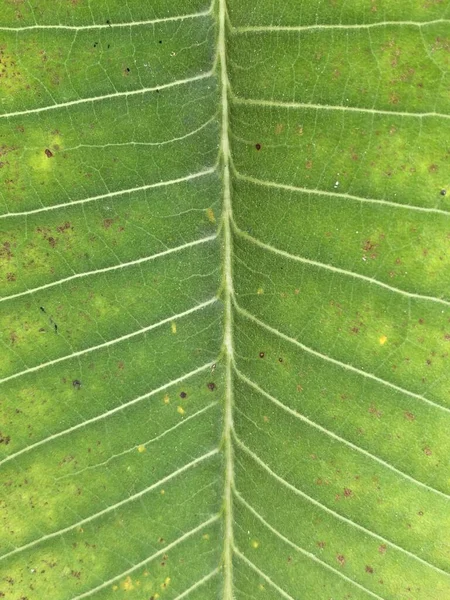 Plumeria Verde Fresca Hojas Textura —  Fotos de Stock