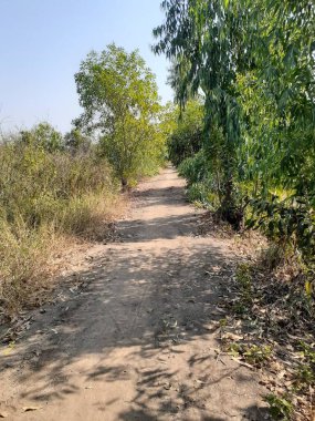 Ağaca giden yol, ağaçlar ve yeşil yapraklar Chachoengsao Tayland 'da
