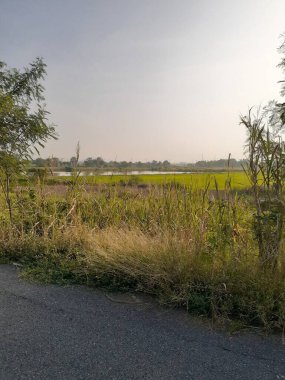 Ağacı ve yolu olan güzel bir manzara Chachoengsao Tayland 'da