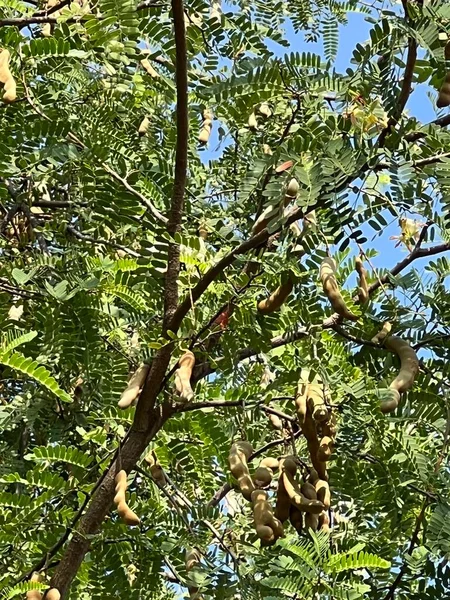 Πράσινο Δέντρο Tamarind Στο Δάσος — Φωτογραφία Αρχείου