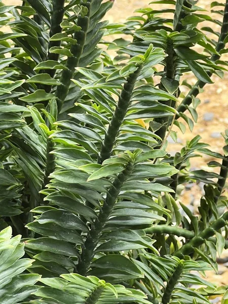 Πράσινα Φύλλα Του Φυτού Euphorbia Tithymaloides — Φωτογραφία Αρχείου