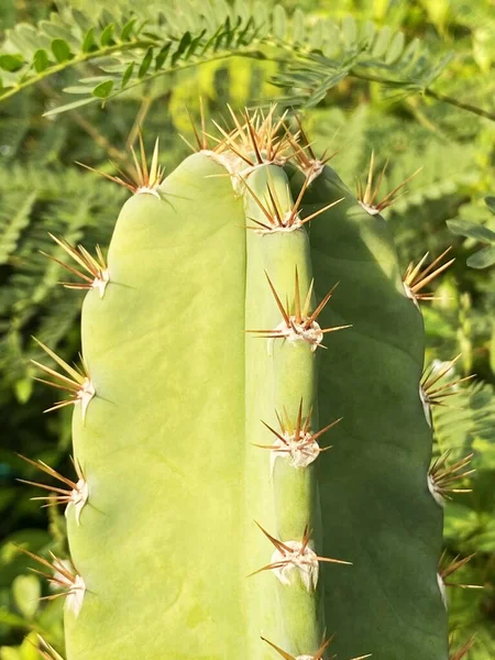 Primer Plano Una Planta Cactus — Foto de Stock