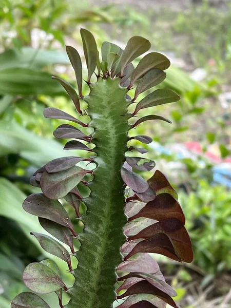 Perto Uma Planta Lacei Euphorbia Verde — Fotografia de Stock