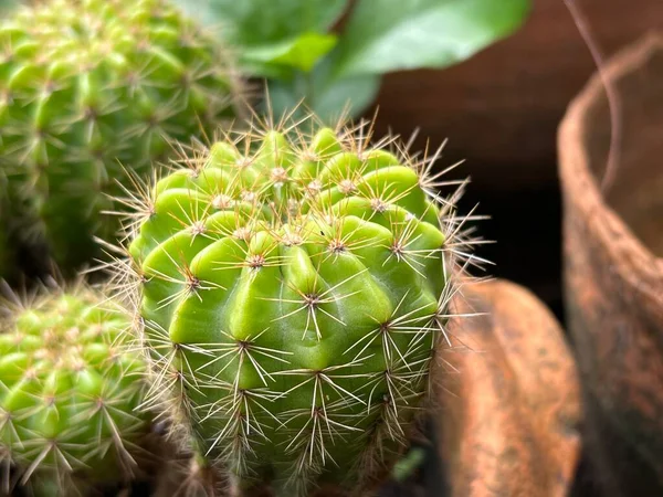 Zöld Kaktusz Kertben — Stock Fotó
