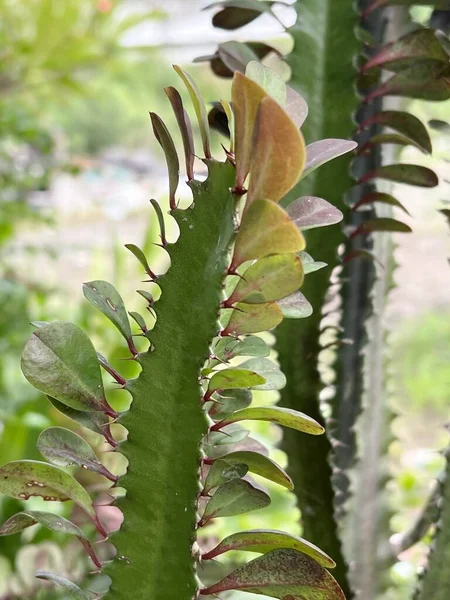 Primo Piano Una Pianta Spurgo Malese Cactus — Foto Stock