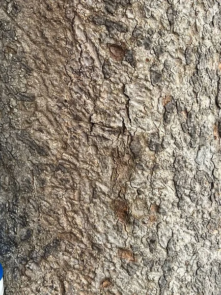 Zbliżenie Tekstury Drzewa Kory — Zdjęcie stockowe