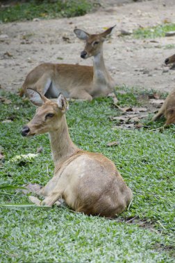 Çayırdaki genç bir geyiğin yakın plan fotoğrafı.