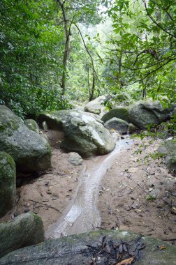 Chonburi Tayland 'daki ormanın güzel manzarası.
