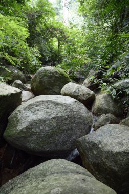Chonburi Tayland 'daki ormanın güzel manzarası.