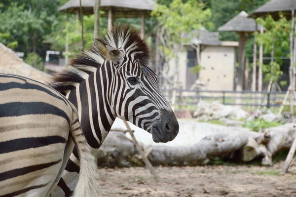 Närbild Zebra Landet Thailand — Stockfoto
