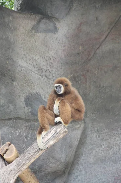 かわいい猿のクローズアップショット — ストック写真