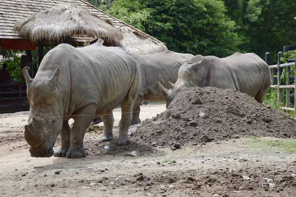 Gran Grupo Rinocerontes Jóvenes Jardín —  Fotos de Stock