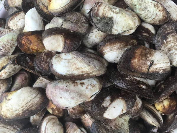 Kurumuş midye yığınını kapat.