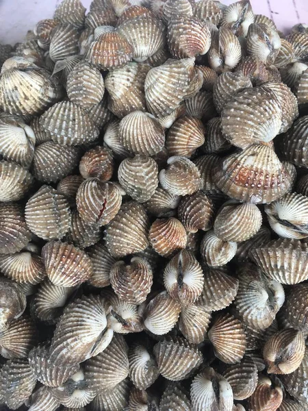 Čerstvý Kohout Mořské Plody Trhu Thajsku — Stock fotografie