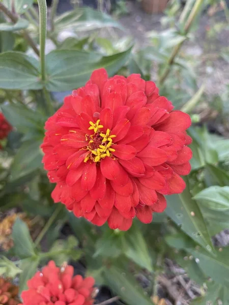 Όμορφο Κόκκινο Λουλούδι Zinnia Στον Κήπο — Φωτογραφία Αρχείου