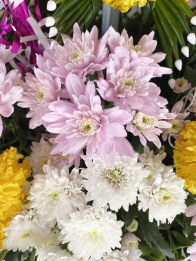 Bahçedeki güzel kasımpatı çiçekleri