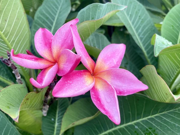 Bahçedeki Pembe Tesisat Çiçeği — Stok fotoğraf