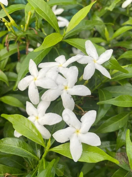 Białe Gerdenia Crape Jasmine Kwiaty Ogrodzie — Zdjęcie stockowe