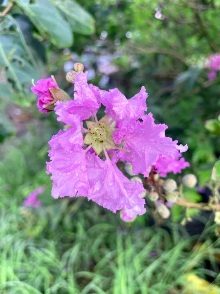 Όμορφα Λουλούδια Lagerstroemia Speciosa Στον Κήπο — Φωτογραφία Αρχείου