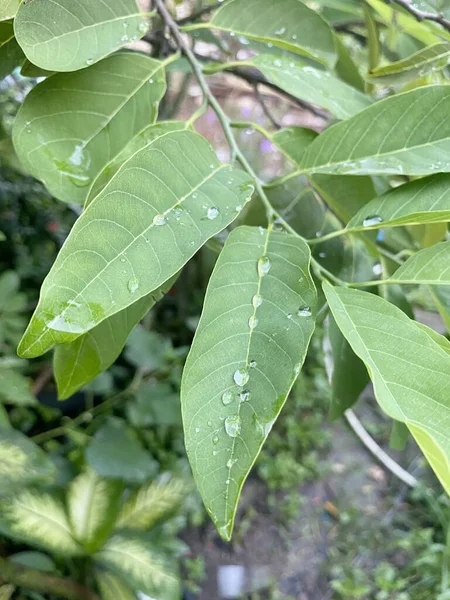 Green Sugar Apple Leaves Flora Foliage — Stock Photo, Image