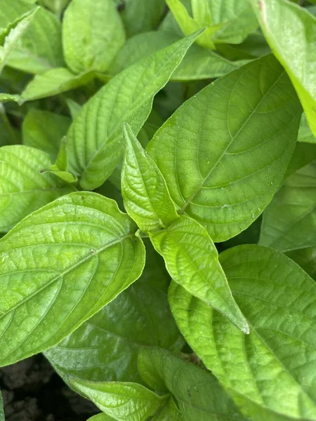 Green Chili Leaves Plant — Stock Photo, Image