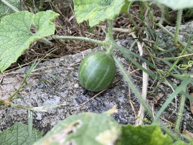 Bahçede yetişen yeşil Bryonia laciniosa