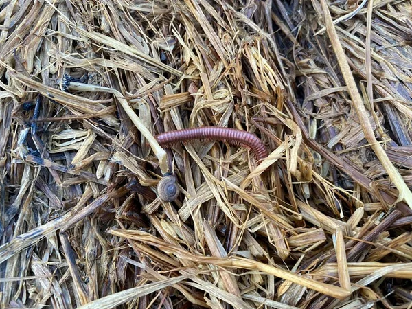 Close Millipede Dry Grass — Stok fotoğraf