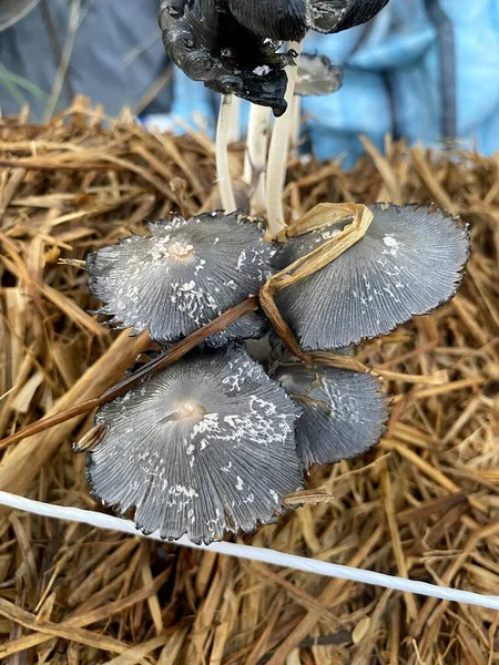 Close Mushroom Dry Grass — Stock Photo, Image