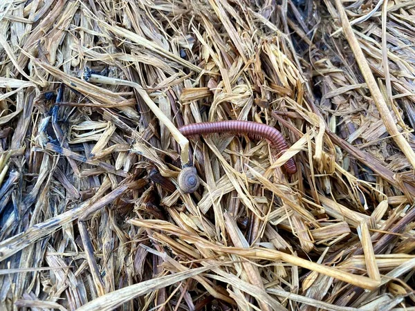 Close Millipede Dry Grass — Stockfoto