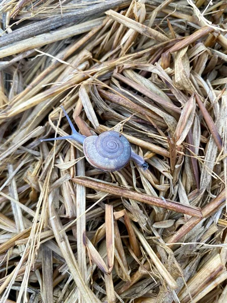 Close Snail Dry Grass — Stock Photo, Image