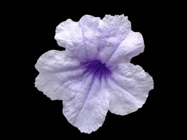 Siyah izole edilmiş arka planda kesme yolu olan ruellia tuberosa. - Yakın çekim. Yan görünüm