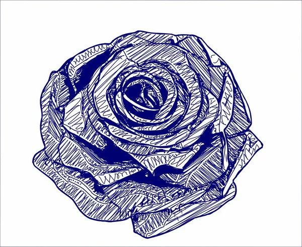 blue and white of rose flower