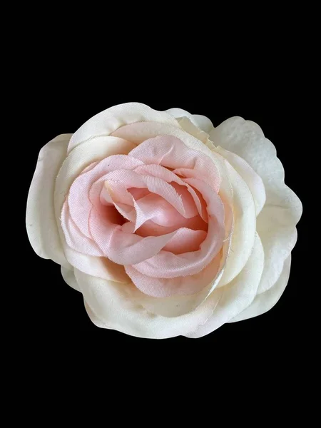 Rose pink on the black isolated background with clipping path. Closeup. Side view