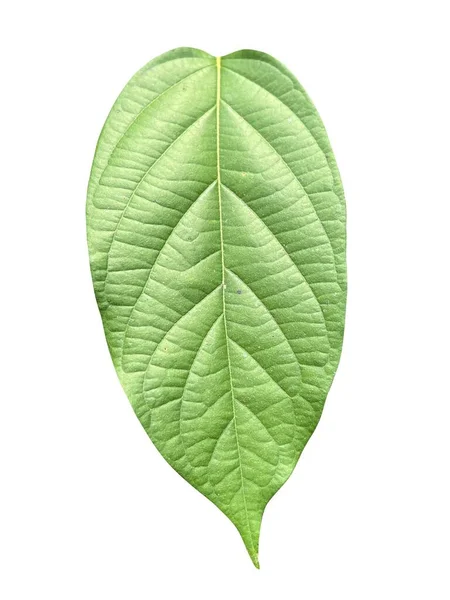 Zielony Ołów Ranguna Białym Tle — Zdjęcie stockowe